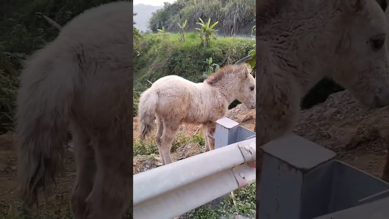 Ngựa Bạch Mã - Chú Ngựa Bé Con #shorts | Quá Miền Tây Bắc