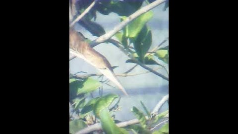 Cò rán - cò lửa 2