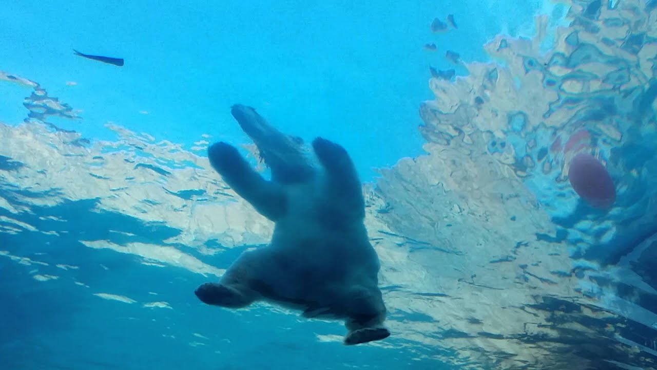 Polar Bear Underwater at The Pittsburgh Zoo YouTube