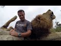 Best Lion Roars! | The Lion Whisperer