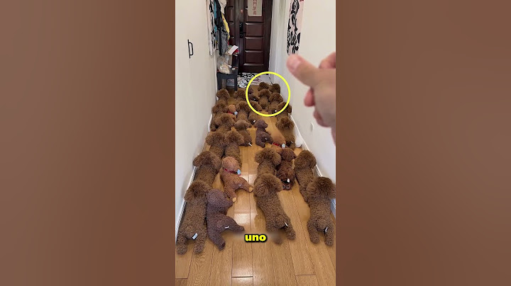 This Naughty Dog Surprises His Owner 😊