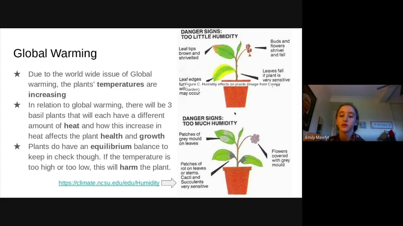 how does temperature affect plant growth