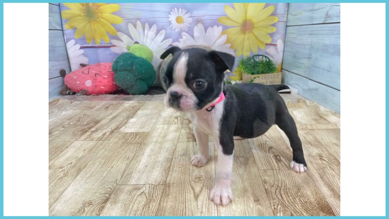 748977 ボストンテリア - YouTube