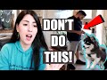 PET YouTuber Reacts To VIRAL Animal Videos | Emzotic