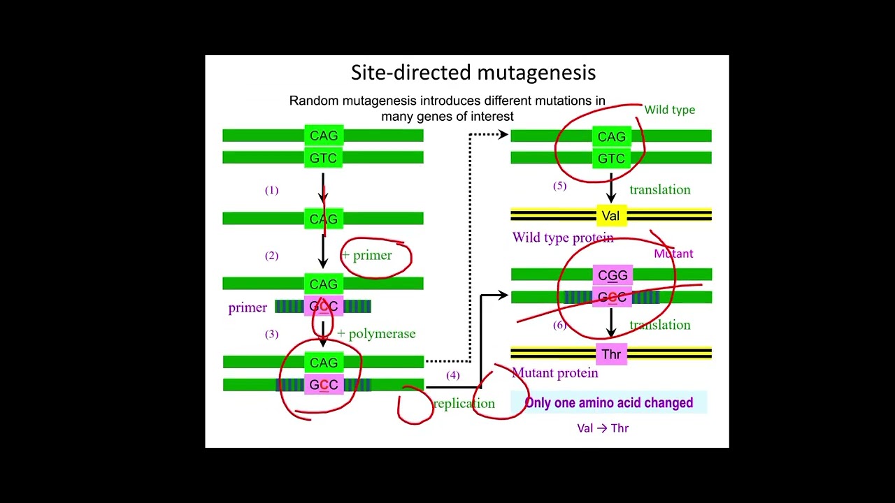 Protein Engineering and designing - YouTube
