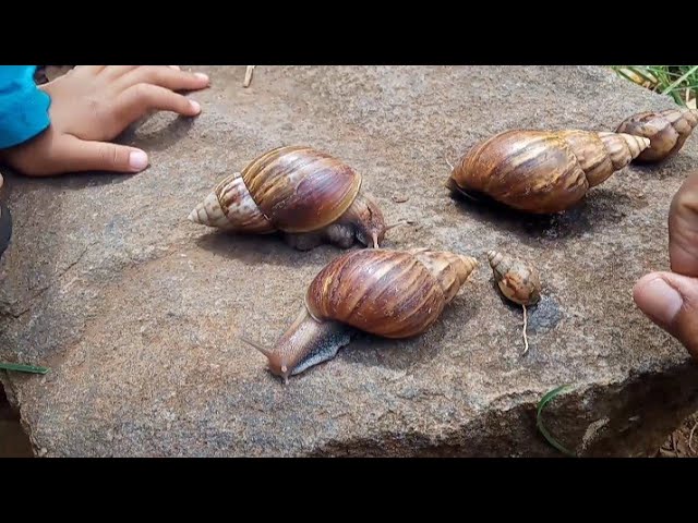 mencari dan menemukan siput, keong di balik batu eehh kena prank🤣 class=