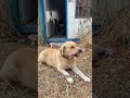 Pick up a container and live a good life right away Cats and dogs turn into landlords