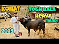 کوہاٹ توغ بالا منڈی 2025 کوہاٹ منڈی 2025 کوہاٹ توغ بالا منڈی 2025 کوہاٹ منڈی 2025