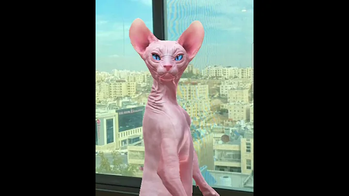 Watch the video about Funny cute cat #sphynxmoments #sphynx cat #cute #sphynxfamily #catlover