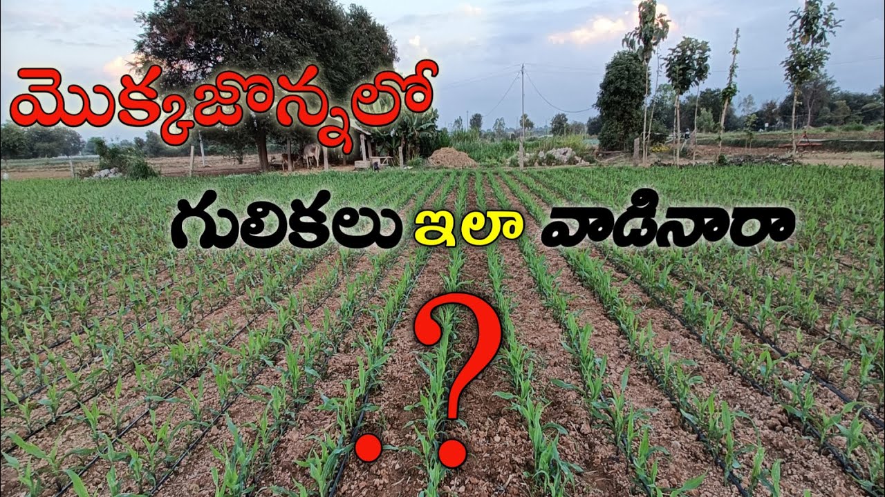 మొక్కజొన్నలో కత్తెరపురుగు సమస్య నుండీ ఇలా కాపాడుకోండి! #allfarmerskings