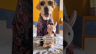 I’M A MILLIONAIRE💰 Follow me for financial advice💵 #labrador #funny #comedy #shorts #doglover #dog