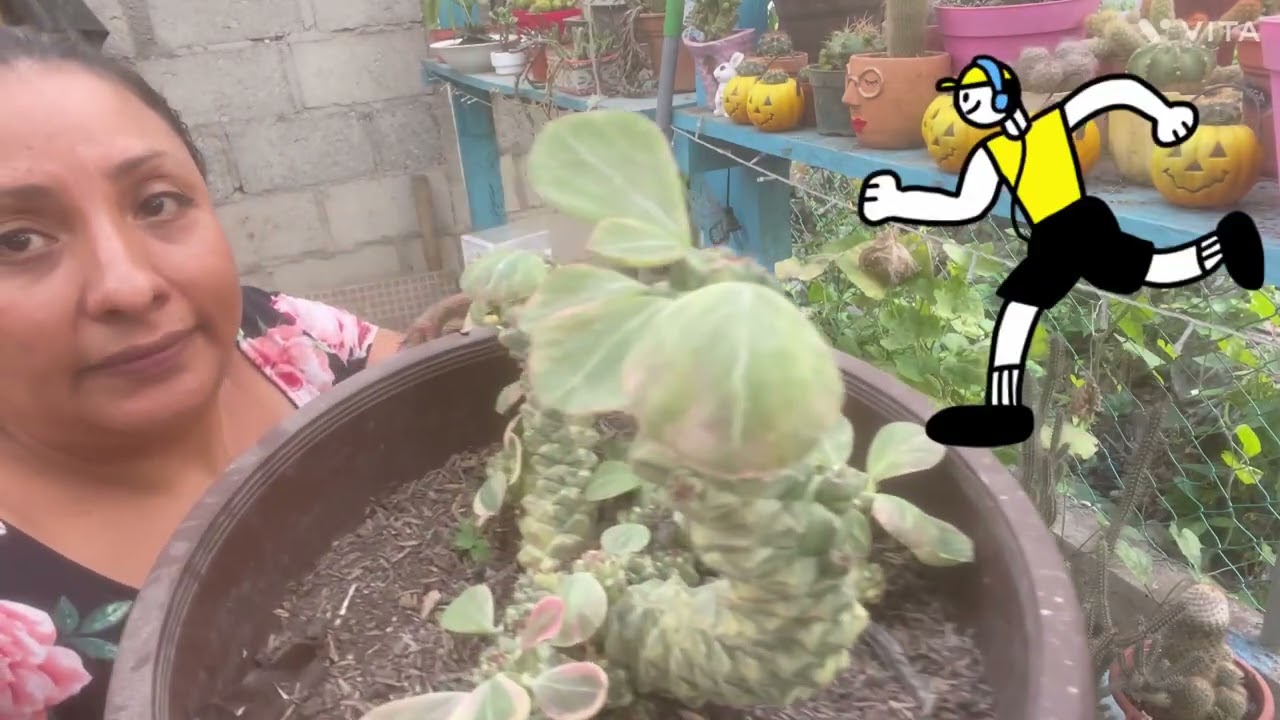 Primer video del 2026  limpiando el jardín de cactus y suculentas ￼