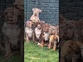 The Muscle Squad: American Bully Puppies! 💪🐶#cutepuppy #americanbully #shorts #pocketbully
