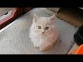 猫部屋ライブ楽しくワイワイ #411