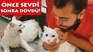 CUTEST CAT ATTACK AT THE VET!