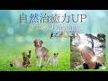 自然治癒力up【アニマルヒーリング2026年度版】#healing#ペットヒーリング