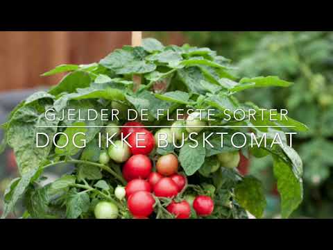 Video: Flerfargede Tomater - Varianter Og Funksjoner