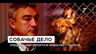 Бездомных собак в Красноярске убивают за бюджетные деньги. «Собачье дело». Спецрепортаж Бездомных собак в Красноярске убивают за бюджетные деньги. «Собачье дело». Спецрепортаж