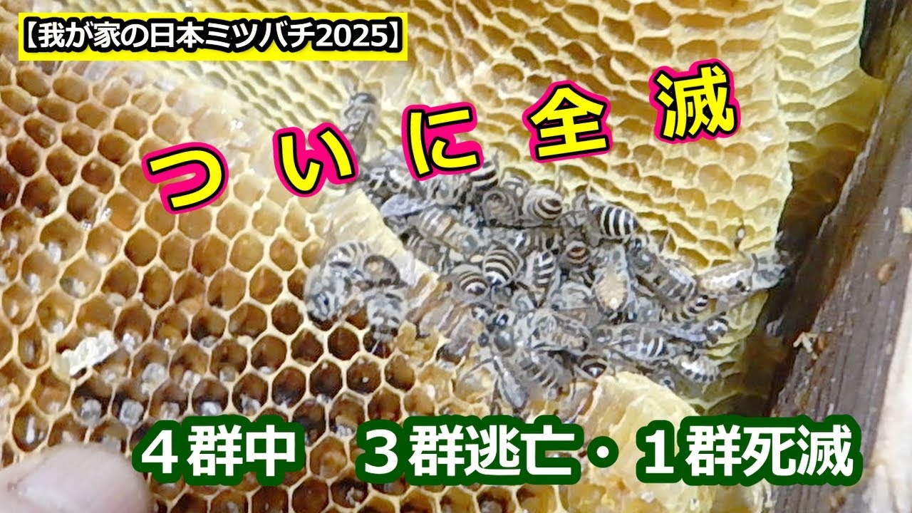 【日本ミツバチの新鮮巣蜜！⑪+⑩オマケ有！】 ⭐︎巣蜜入り⭐︎』超希少！非加熱無添加、日本ミツバチの蜂蜜【200g