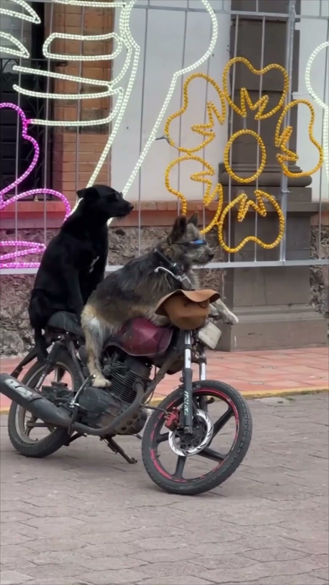 Two Cool Dogs in Shades Posing on a Motorcycle for the Camera