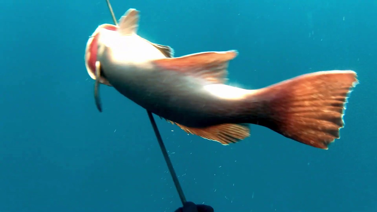 grouper stoned, fishkebab