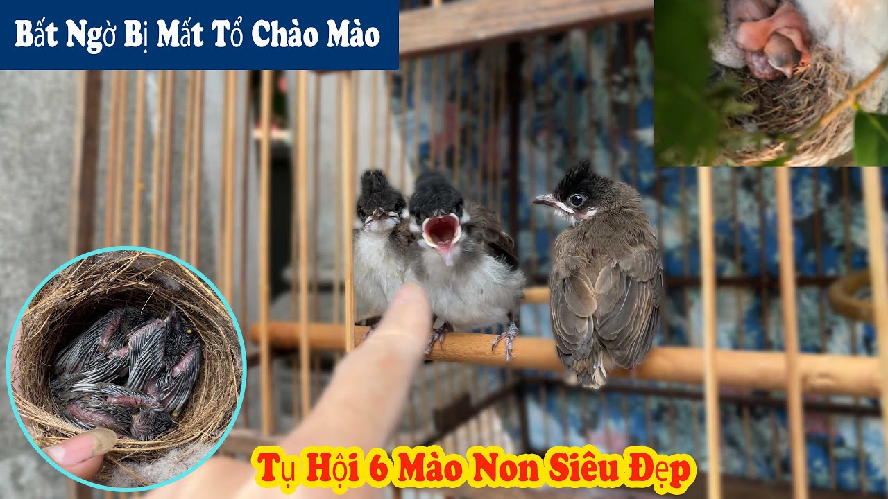 Đi Thăm Tổ Chào Mào Ta 6 Trứng Và 6 Con Chào Mào Non Đã Bắt Đầu Đứng Cầu // Chiến Ơi