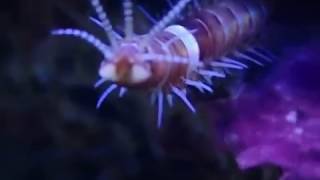 Bobbit Worm - Close Up Shot