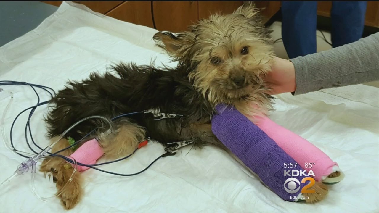 Puppy Abandoned At Animal Shelter With 2 Broken Legs Undergoes Surgery YouTube