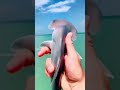 THIS IS A BABY HAMMER SHARK 