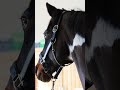 How to... take a horse's temperature