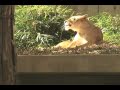 Deer jumps in to Lion Exhibit at the National Zoo DC