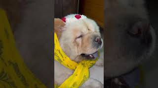 #yt#ytshorts#ytviral#dogs#pets#puppy#doglife#chowchow#love#live