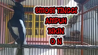 Suara kacer gacor emosi tinggi ampuh bikin kacer lain cepat ON
