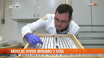 ¿Cuánto tiempo puede vivir una mosca sin comer?