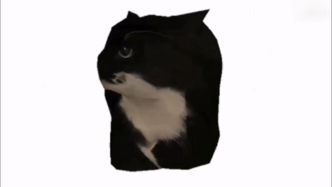 Мем с крутящимся котом 1 час бит