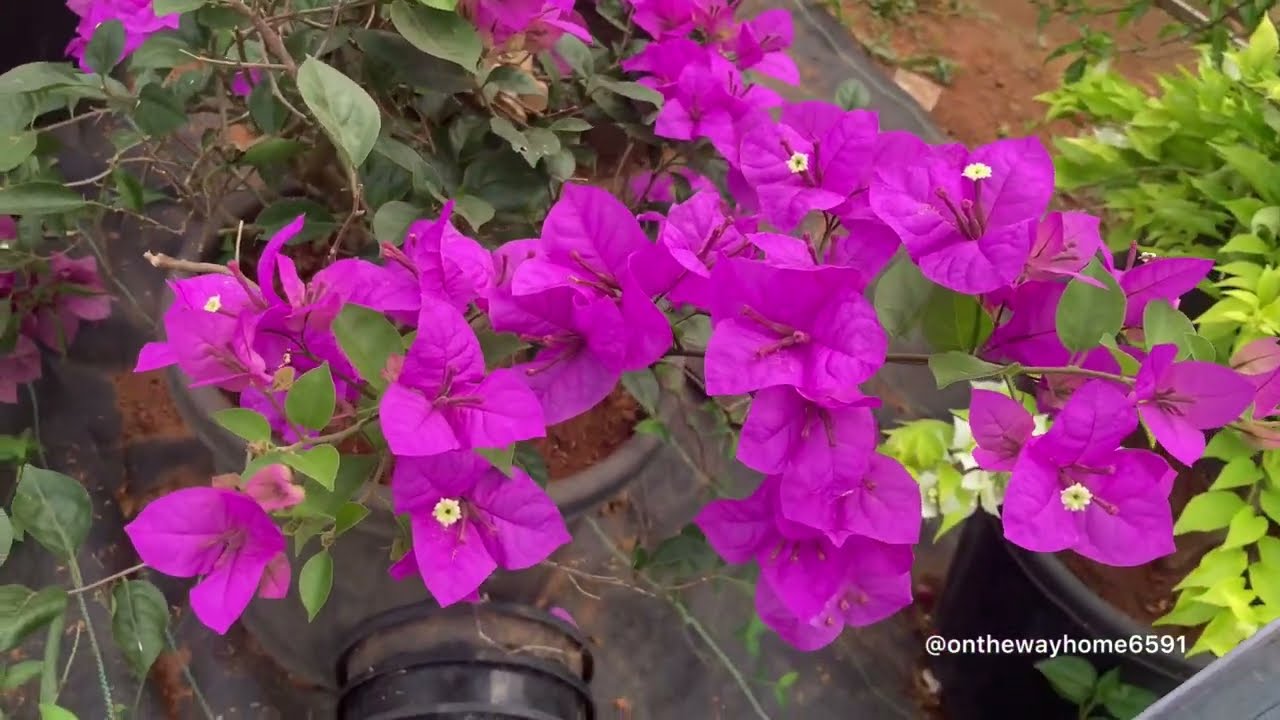 A nursery for hybrid bougainvilleas/ Hybrid  കടലാസുച്ചെടികൾക്കായി ഒരിടം #bougainvillea 