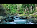Peaceful Forest Stream Flow, Calming River Sounds, Nature White Noise for Sleep and Meditation