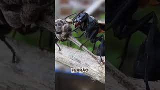 Você aguentaria a picada desses INSETOS? #insetos #curiosidades