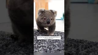 This Man Rescued An Injured Koala Sitting On A Fence And Then