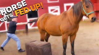 RESCUE Horse CAN'T DEAL with Animal Chiropractor & RUNS AWAY! 🤣😂