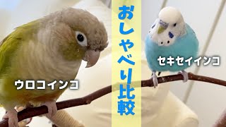 インコのお喋り比較　Speech Comparison Between Budgerigar and Green-cheeked Parakeet