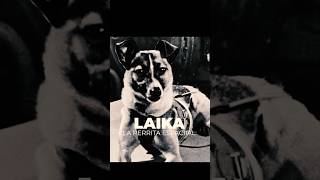 Laika, La perrita espacial | Rony Campos