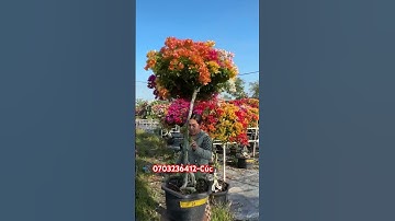 Ngũ sắc thái một cốt tàn tròn siêu đẹp..#shorts