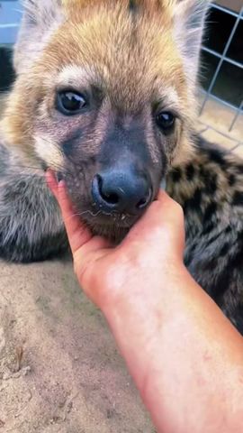 Spotted Hyena Boops! ADORABLE
