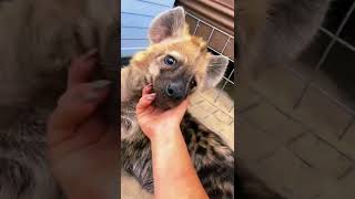 Spotted Hyena Boops! ADORABLE