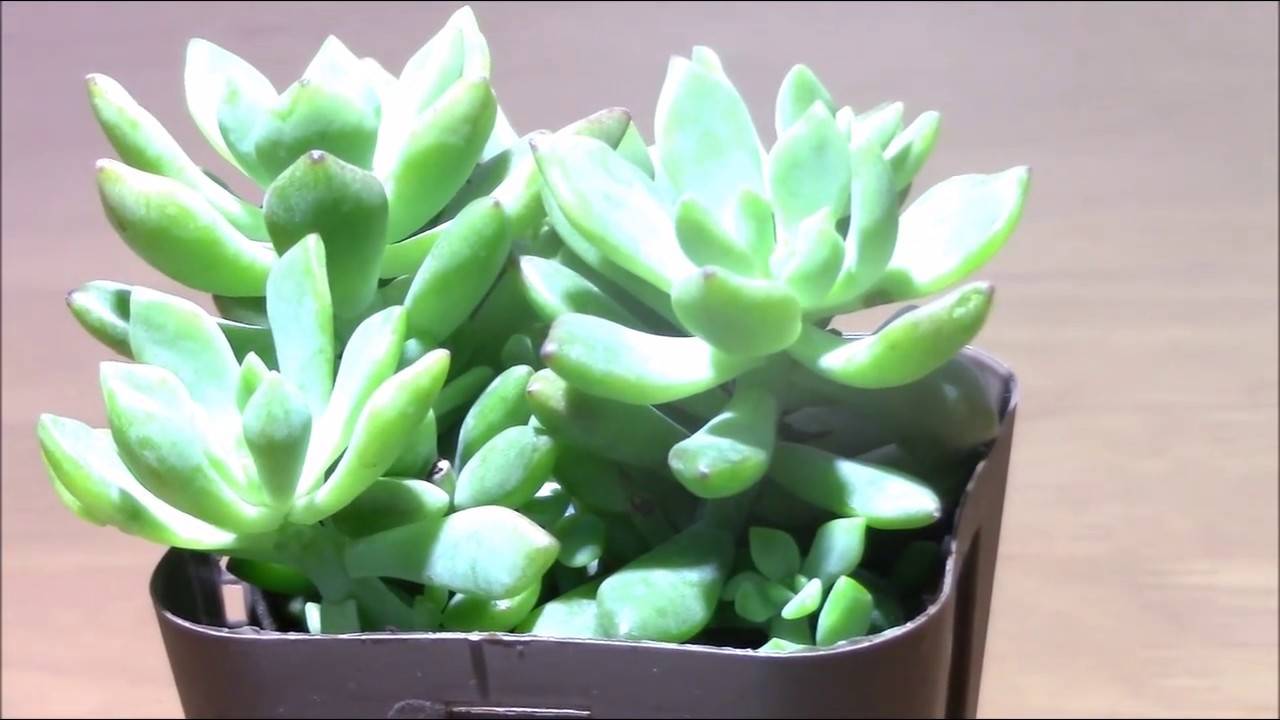 多肉植物図鑑セダム編 リトルビューティー Succulent Plants Sedum Spurium Little Beauty Youtube