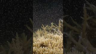 What is coral spawning?