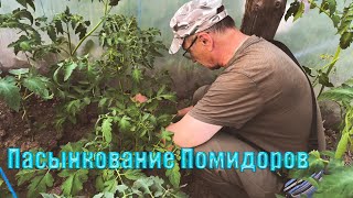 Пасынкование помидор в теплице.-4К