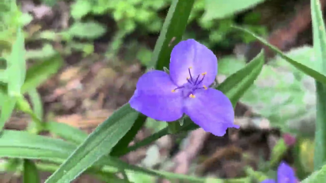 Monarch Caterpillars on my Milkweed Plants: Part  2