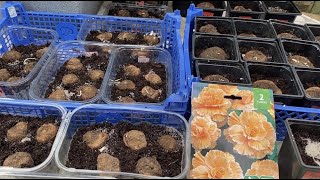 видео: Клубневые Бегонии Пробуждение Проращивание Посадка клубней весной. картинка: Клубневые Бегонии Пробуждение Проращивание Посадка клубней весной.